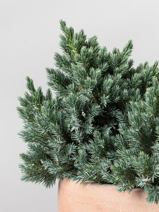 Enebro escamoso - Juniperus squamata 'Blue Star'