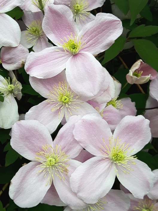 Clematis montana var. Rubens