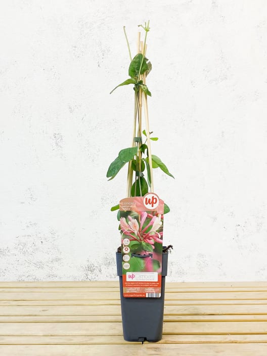 Lonicera periclymenum 'Belgica'  (Madreselva temprana)