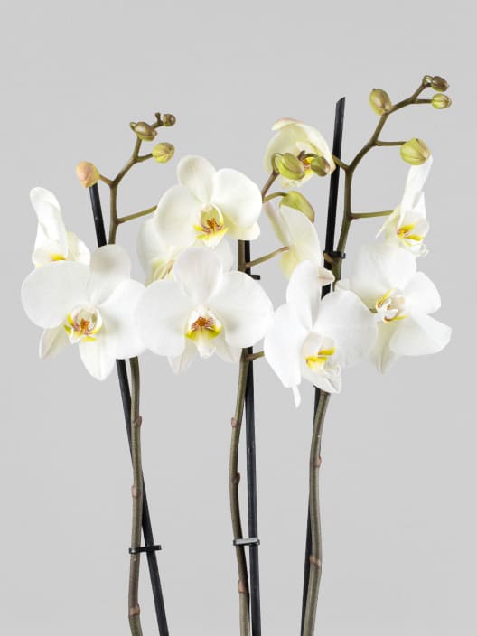 Orquídea Phalaenopsis 'Leeds'