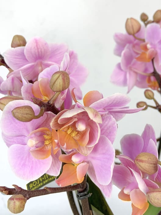 Orquídea Premium Phalaenopsis 'Marvellous' rosa