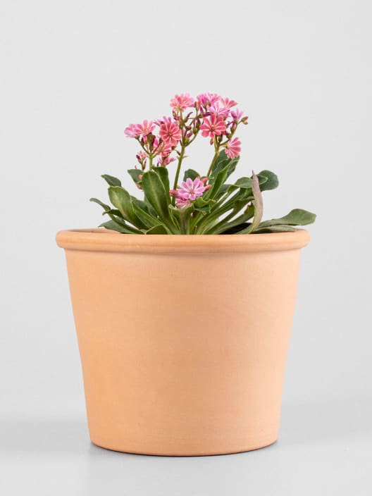 Lewisia cotyledon