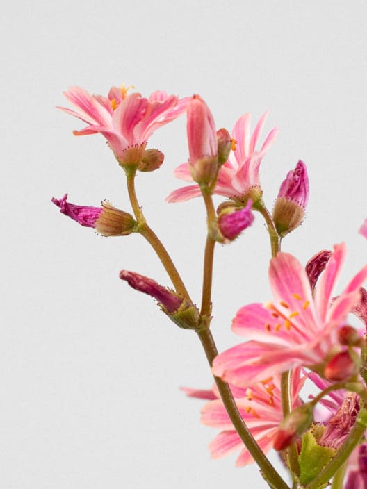 Lewisia cotyledon