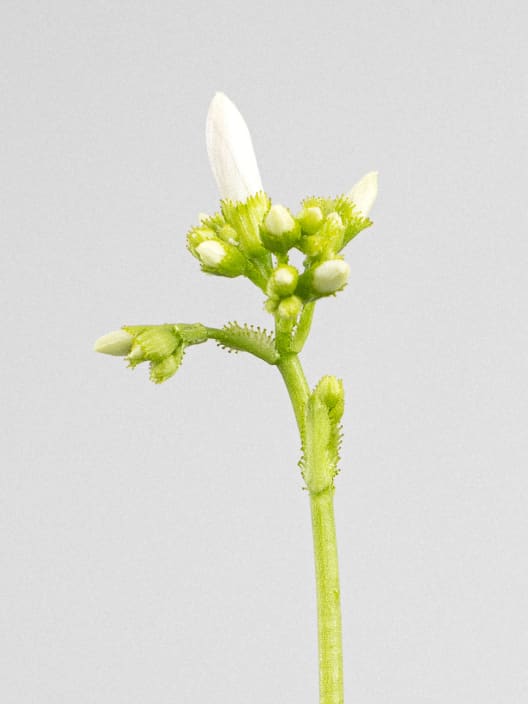 Lewisia cotyledon