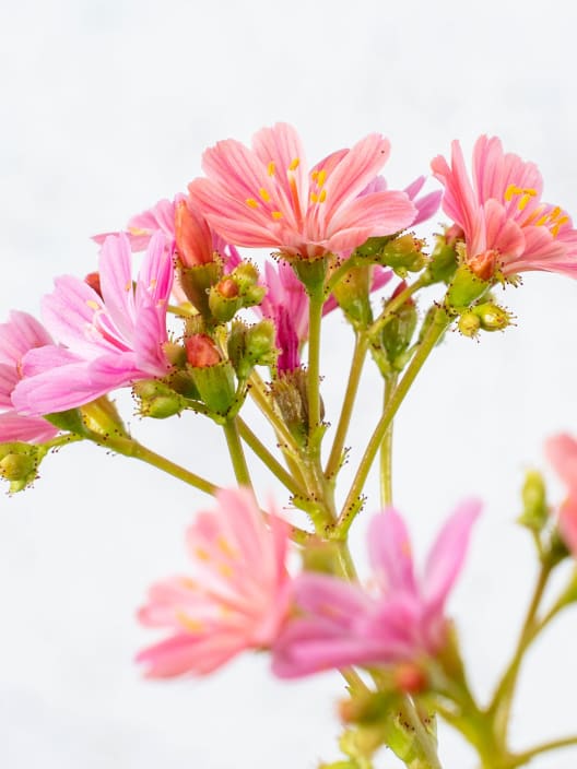 Lewisia cotyledon