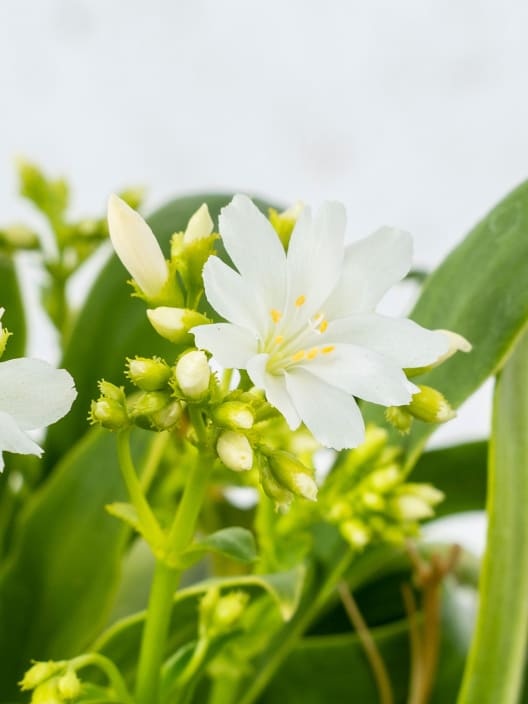 Lewisia cotyledon