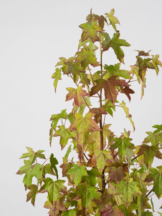 Árbol del ambar (liquidambar styraciflua)