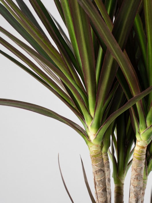 Dracaena marginata 'Magenta'