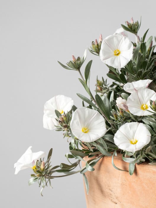 Convolvulus cneorum - Campanilla plateada