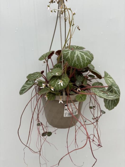 Saxifraga stolonifera