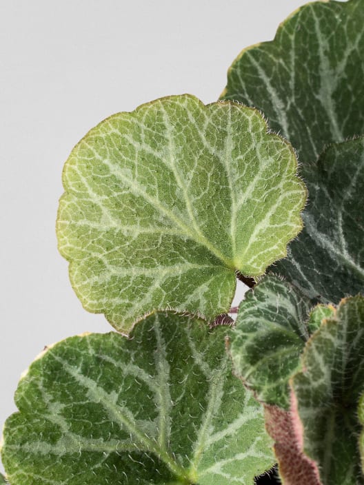 Saxifraga stolonifera