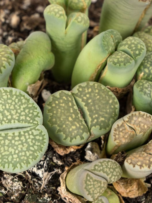 Lithops (variado)