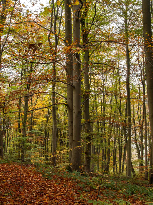 Fagus sylvatica (Haya)