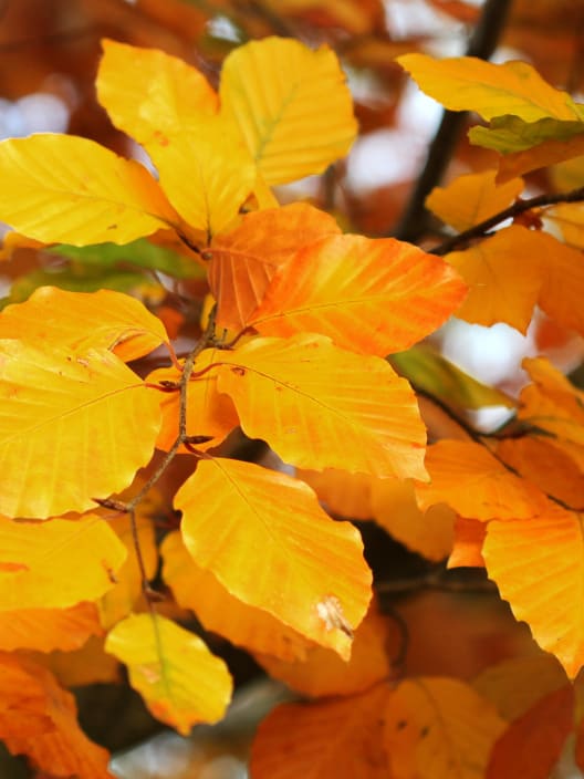 Fagus sylvatica (Haya)