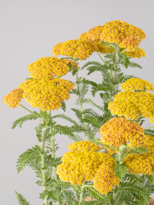 Achillea millefolium