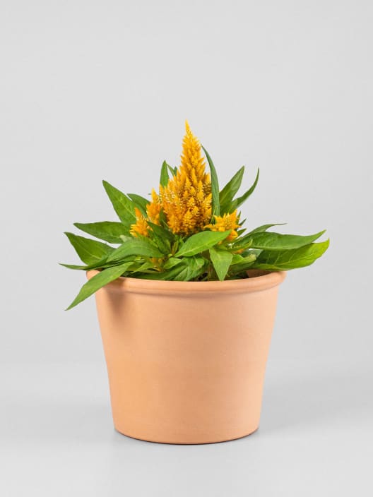 Celosia argentea var. plumosa