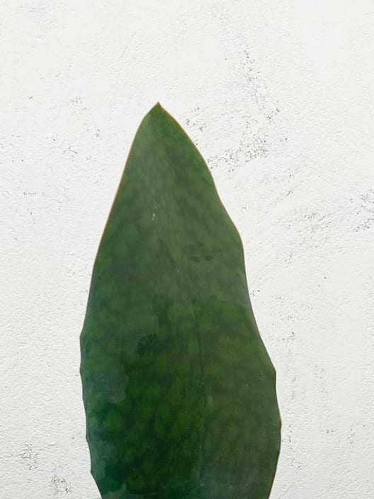 Sansevieria masoniana 'Victoria'