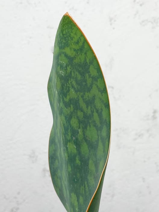 Sansevieria masoniana 'Victoria'