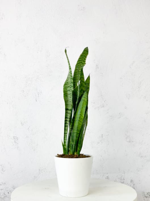 Sansevieria zeylanica