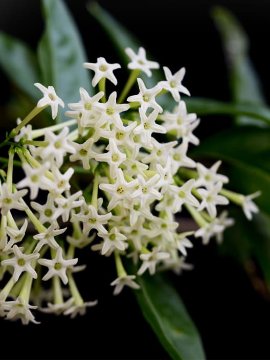 Galán de Noche (Cestrum nocturnum)