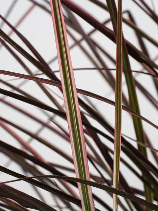 Gramínea Pennisetum 'Fireworks'