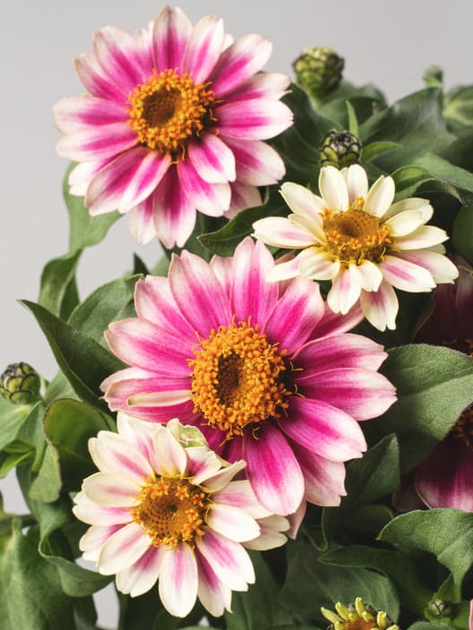 Zinnia 'Profusion'