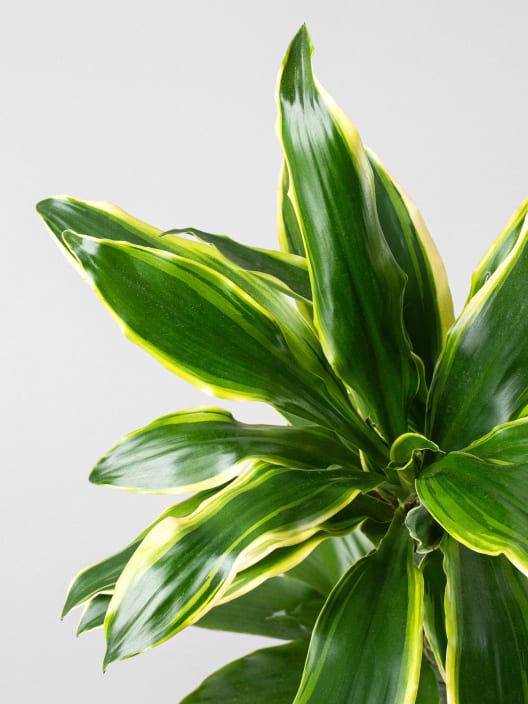 Dracaena fragrans 'Golden Coast'