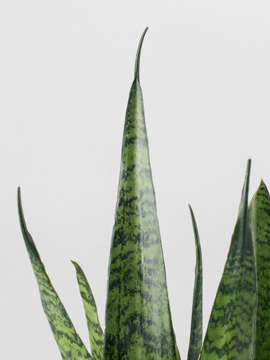 Sansevieria zeylanica