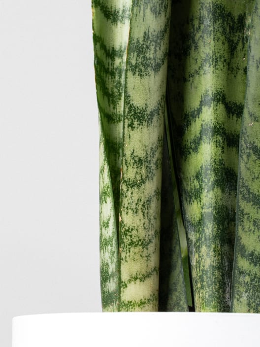 Sansevieria zeylanica