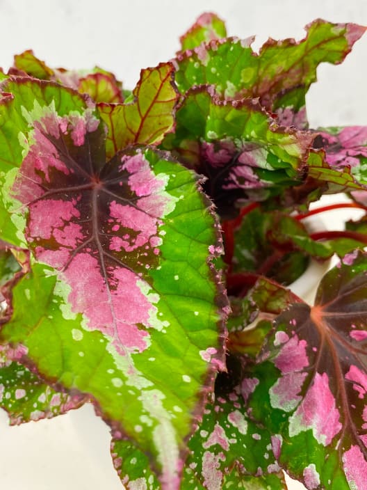Begonia Alaska Creek®