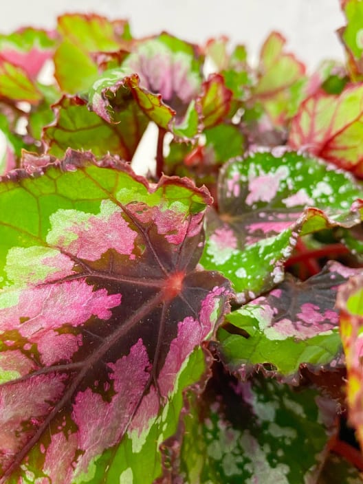Begonia Alaska Creek®