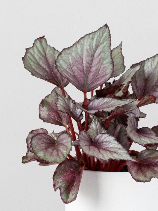 Begonia Maori Haze®