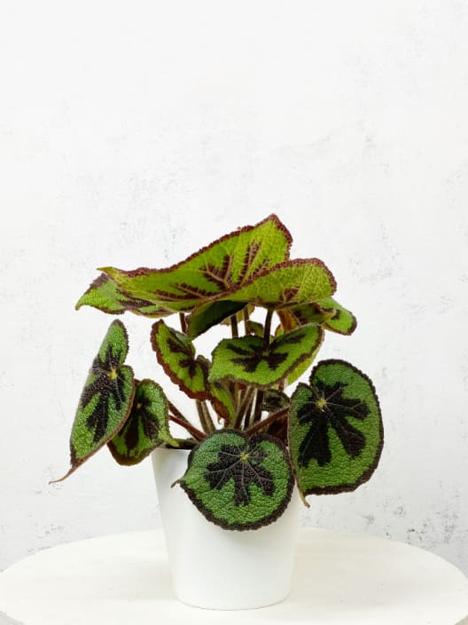 Begonia masoniana 'Mountain'