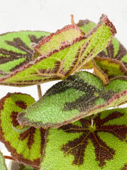 Begonia masoniana 'Mountain'
