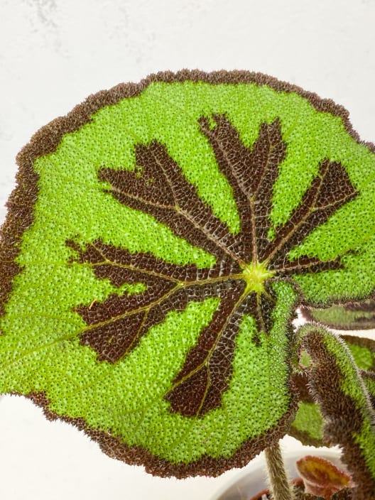 Begonia masoniana 'Mountain'