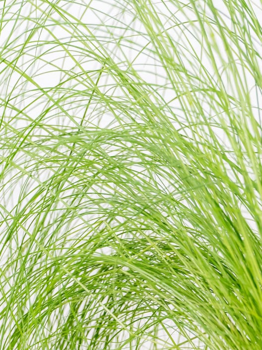 Gramínea Stipa tenuissima 'Pony Tails'