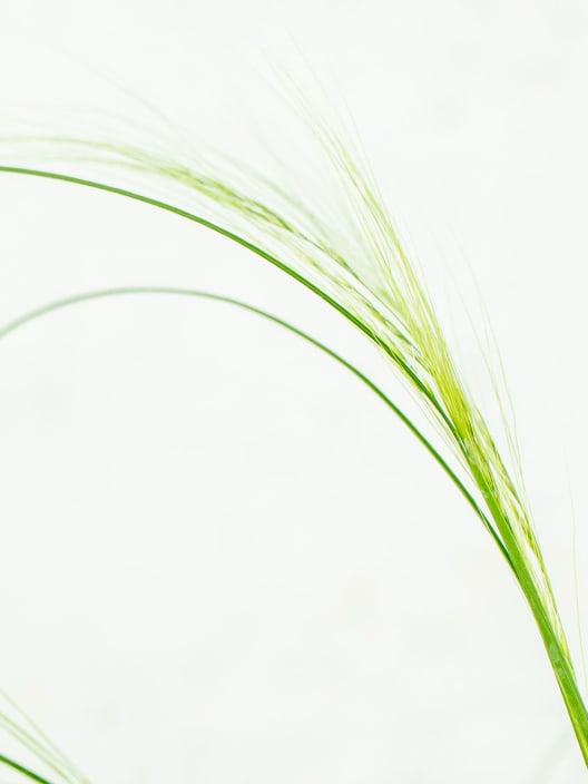 Gramínea Stipa tenuissima 'Pony Tails'