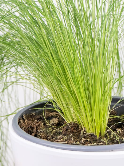 Gramínea Stipa tenuissima 'Pony Tails'