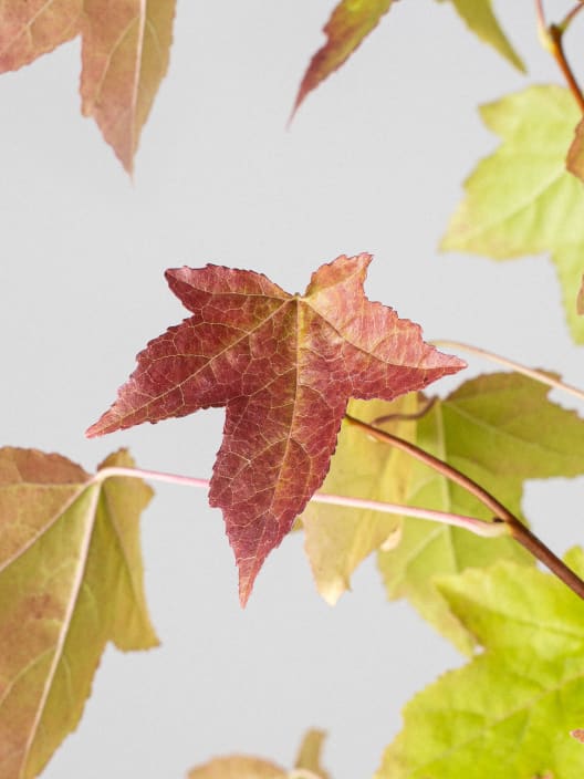 Árbol del ambar (liquidambar styraciflua)