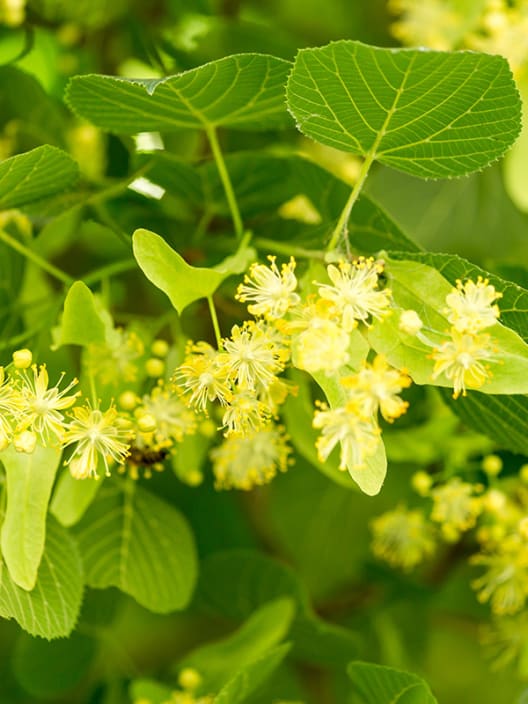 Tilia platyphyllos (Tilo de hoja ancha)