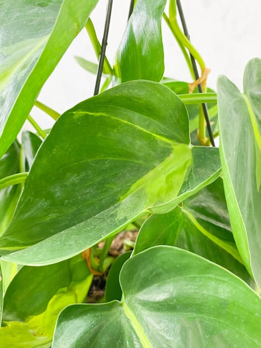 Philodendron scandens 'Brasil'