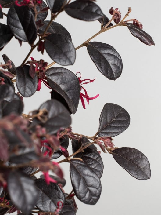 Loropetalum chinense 'Black Pearl'