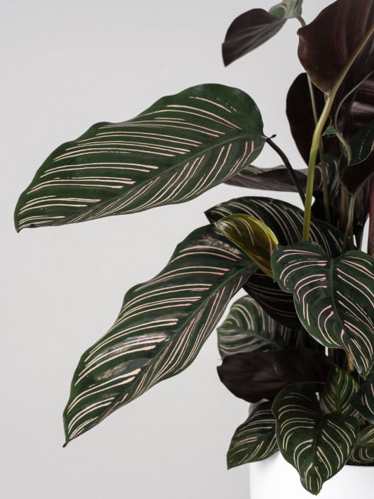 Calathea ornata 'Sanderiana'