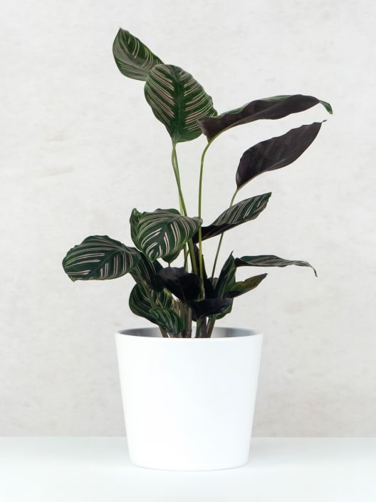 Calathea ornata 'Sanderiana'