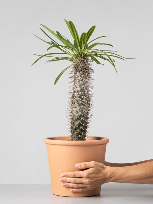 Pachypodium lamerei