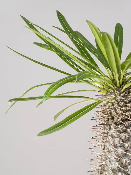 Pachypodium lamerei