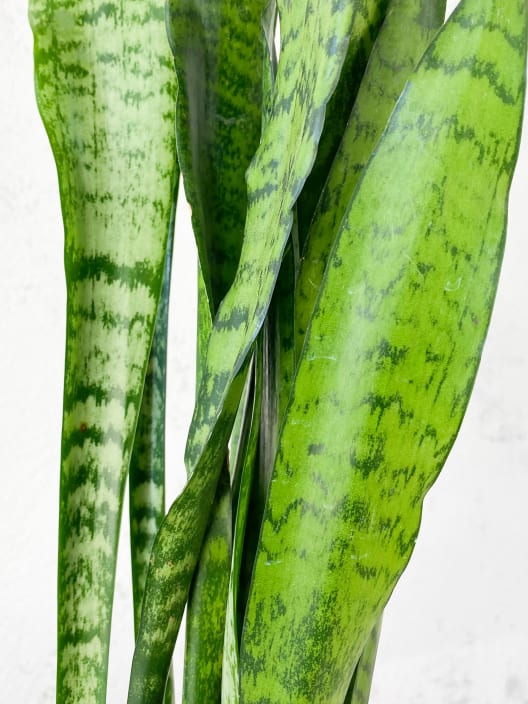 Sansevieria zeylanica