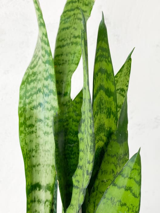 Sansevieria zeylanica