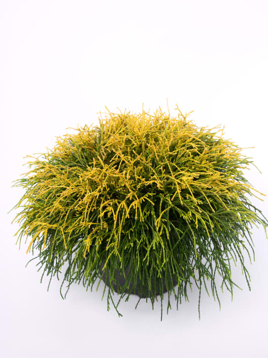 Ciprés Sawara - Chamaecyparis pisifera 'Sungold'