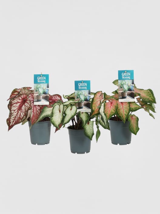Caladium
